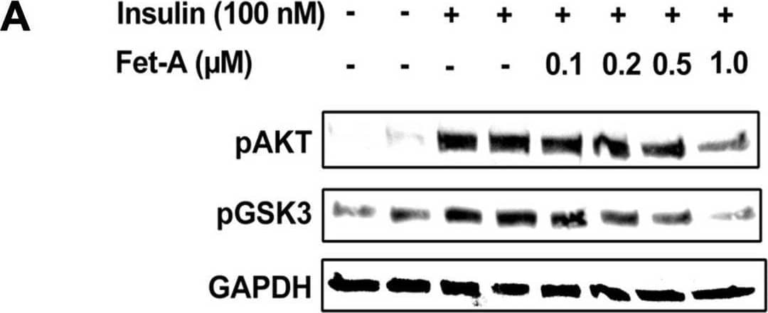 Effect of fetuin-A (Fet-A) on insulin signaling and insulin mediated suppression of gluconeogenesis and glucose production in HepG2.[A] HepG2 cells were pre-treated with recombinant Fet-A in the presence or absence of insulin, and cell lysates were subjected to immunoblotting for AKT and GSK3 phosphorylation status (n = 3). [B] Quantified data of the ratio of cellular pAKT/GAPDH immunoblots (n = 3) and C] ratio of cellular pGSK/GAPDH immunoblots (n = 3) are shown. [D] HepG2 cells were serum-starved for 6 h, followed by treatment with dexamethasone (Dexa), insulin, or insulin and Fet-A for 12 h. Real-time gene expression of Pepck were analyzed (n = 4). [E] To analyze glucose production, HepG2 cells (n = 4) were treated with 0.5 μM dexamethasone and 0.1 mM 8-CTP-cAMP (Dex/cAMP), various concentrations of Fet-A or 100 nM insulin (Ins) in glucose free DMEM medium (pH 7.4 supplied with 20 mM sodium lactate and 2 mM sodium pyruvate) for 5 h. Glucose production was assayed by measuring glucose concentration in the medium as described previously [33]. Data are shown as Means ± SEM. P values were determined by one-way ANOVA followed by Tukey’s multiple comparison tests (A-C). Data are representative of at least three independent experiments performed in replicates. * Indicates p < 0.05. Image collected and cropped by CiteAb from the following open publication (//pubmed.ncbi.nlm.nih.gov/35522655), licensed under a CC-BY license. Not internally tested by R&D Systems.