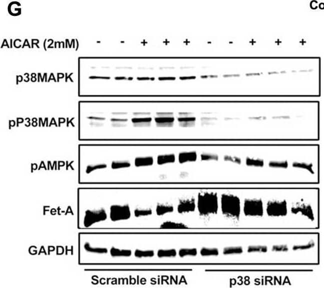 AMPK activation downregulates Fet-A expression through p38 MAPK.[A] HepG2  were incubated with either low- or high-glucose in the absence or presence of AICAR for 12hr & used for WB analysis for ERK1/2 phosphorylation expression (n = 3). [B] HepG2  were incubated with different concentration of AICAR for 12 h & cell lysates were analyzed by WBting for ERK1/2, p38MAPK & JNK phosphorylation (n = 3). [C]  were treated with p38 MAPK inhibitor [SB202190, n = 4] before treatment of AICAR for 12 hr. Cell lysate or media were analyzed by WBting for indicated proteins & [D] Fet-A levels, as a ratio to GAPDH were determined. [E]  were treated with AMPK inhibitor [Comp C, n = 4] before treatment of AICAR for 12hr. Cell lysates were analyzed by WBting for phosphorylated p38 MAPK (pP38MAPK) & [F] pP38MAPK levels, as a ratio to GAPDH were determined. [G] Knockdown of p38 MAPK was performed using MAPK14 [p38 MAPK] small interfering RNA [siRNA] in HepG2 . Following AICAR treatment for 12 h, cell lysates were analyzed by WBting for expression of p38 MAPK, phosphorylated p38 MAPK, Fet-A, & pAMPK. [H] Efficiency of p38MAPK siRNA in HepG2  were determined by immunoblotting transfected  for p38MAPK & levels were expressed as a ratio to GAPDH. [I] Effect of AICAR on Fet-A expression in scrambled or p38MAPK siRNA transfected  were determined by expressing Fet-A levels, as a ratio to GAPDH (n = 4). [J] Effect of protein synthesis inhibitors, cycloheximide & puromycin, were compared with anisomycin, also a protein synthesis inhibitor, for effects on Fet-A & phosphorylated p38 MAPK expression (n = 3). Data are shown as Means ± SEM. P values were determined accordingly by either by unpaired two-tailed test (E) or one-way ANOVA followed by Tukey’s multiple comparison tests (C-F). * Indicates p < 0.05. Image collected & cropped by CiteAb from the following open publication (//pubmed.ncbi.nlm.nih.gov/35522655), licensed under a CC-BY license. Not internally tested by R&D Systems.