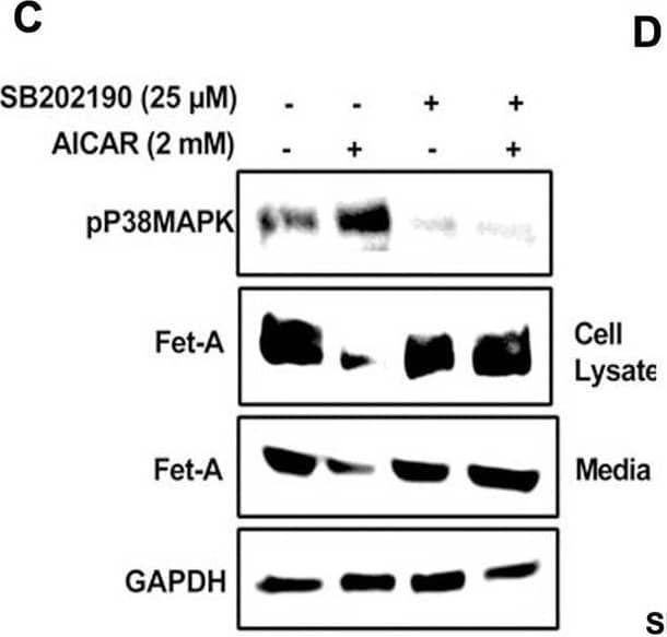 AMPK activation downregulates Fet-A expression through p38 MAPK.[A] HepG2  were incubated with either low- or high-glucose in the absence or presence of AICAR for 12hr & used for WB analysis for ERK1/2 phosphorylation expression (n = 3). [B] HepG2  were incubated with different concentration of AICAR for 12 h & cell lysates were analyzed by WBting for ERK1/2, p38MAPK & JNK phosphorylation (n = 3). [C]  were treated with p38 MAPK inhibitor [SB202190, n = 4] before treatment of AICAR for 12 hr. Cell lysate or media were analyzed by WBting for indicated proteins & [D] Fet-A levels, as a ratio to GAPDH were determined. [E]  were treated with AMPK inhibitor [Comp C, n = 4] before treatment of AICAR for 12hr. Cell lysates were analyzed by WBting for phosphorylated p38 MAPK (pP38MAPK) & [F] pP38MAPK levels, as a ratio to GAPDH were determined. [G] Knockdown of p38 MAPK was performed using MAPK14 [p38 MAPK] small interfering RNA [siRNA] in HepG2 . Following AICAR treatment for 12 h, cell lysates were analyzed by WBting for expression of p38 MAPK, phosphorylated p38 MAPK, Fet-A, & pAMPK. [H] Efficiency of p38MAPK siRNA in HepG2  were determined by immunoblotting transfected  for p38MAPK & levels were expressed as a ratio to GAPDH. [I] Effect of AICAR on Fet-A expression in scrambled or p38MAPK siRNA transfected  were determined by expressing Fet-A levels, as a ratio to GAPDH (n = 4). [J] Effect of protein synthesis inhibitors, cycloheximide & puromycin, were compared with anisomycin, also a protein synthesis inhibitor, for effects on Fet-A & phosphorylated p38 MAPK expression (n = 3). Data are shown as Means ± SEM. P values were determined accordingly by either by unpaired two-tailed test (E) or one-way ANOVA followed by Tukey’s multiple comparison tests (C-F). * Indicates p < 0.05. Image collected & cropped by CiteAb from the following open publication (//pubmed.ncbi.nlm.nih.gov/35522655), licensed under a CC-BY license. Not internally tested by R&D Systems.