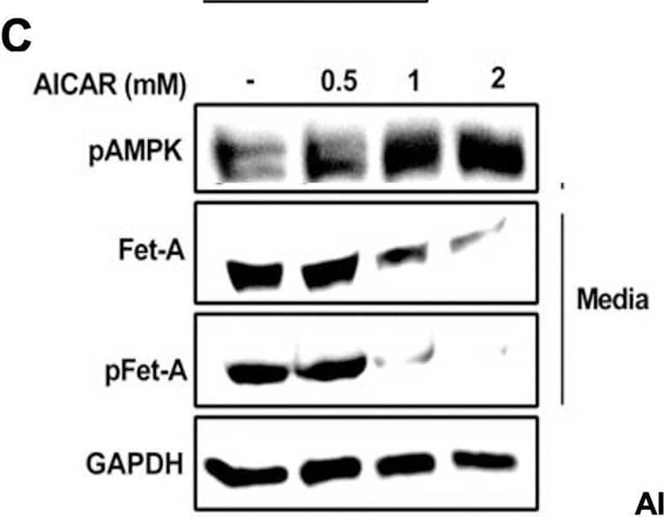 Activation of AMPK downregulates high glucose-induced Fet-A expression in HepG2 cells.[A] HepG2 cells were incubated in a media containing either mannitol, low glucose or high glucose for 12 hours, and cell lysates/media were subjected to immunoblotting for Fet-A and pFet-A (n = 3). [B] HepG2 cells were incubated with either low- or high-glucose in the absence or presence of AICAR for 12 h and cell lysates were analyzed by Western blotting. The blots were analyzed with antibodies against Fet-A (n = 4). [C] HepG2 cells were incubated with increasing concentrations (0.5, 1, 2 mM) of AICAR for 12 h. Cell lysate or media were analyzed by Western blotting for indicated proteins (n = 3) and [D] level of Fet-A and pFet-A in media, as a ratio of GAPDH were expressed. [E] HepG2 cells were incubated in low or high glucose in the absence or presence of AICAR/metformin for 12 hours, and media was used to detect Fet-A by ELISA technique (n = 4). [F] Real-time gene expression analysis was carried out for Fet-A after AICAR and metformin treatment (n = 4). [G] HepG2 cells were incubated with AICAR/metformin in the presence or absence of Compound C, an AMPK inhibitor. Cell lysates were immunoblotted for pAMPK, Fet-A as well as p-Fet-A and [H] Fet-A levels, as a ratio to GAPDH are depicted (n = 4). Data are shown as Means ± SEM. P values were determined by one-way ANOVA followed by Tukey’s multiple comparison tests (C-F). Data are representative of at least three independent experiments performed in replicates. * Indicates p < 0.05. Image collected and cropped by CiteAb from the following open publication (//pubmed.ncbi.nlm.nih.gov/35522655), licensed under a CC-BY license. Not internally tested by R&D Systems.