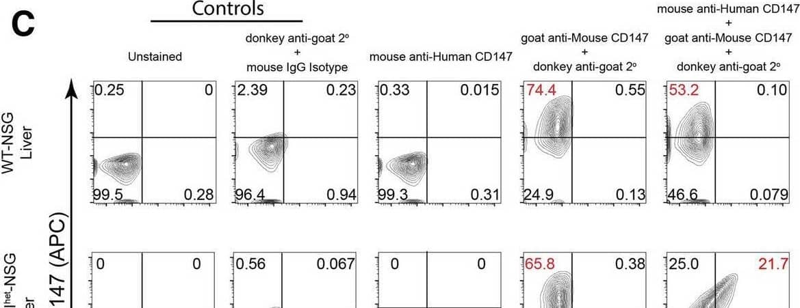 Flow cytometric analysis reveals proper dual-expression of both mCD147 and hCD147 in PBMCs and various organs. Representative contour plots of CD147 expression on WT-NSG (top) and hCD147KIhet-NSG (bottom) cells from (A) PBMCs, (B) lung, (C) liver, and (D) spleen using antibodies targeting either mouse CD147 protein, human CD147 protein, or a combination of both antibodies (far right). Relative percentages are listed, and significant shifts highlighted in red. Gating was determined based on donkey anti-goat/mouse isotype IgG antibody background staining Image collected and cropped by CiteAb from the following open publication (//pubmed.ncbi.nlm.nih.gov/35690792), licensed under a CC-BY license. Not internally tested by R&D Systems.