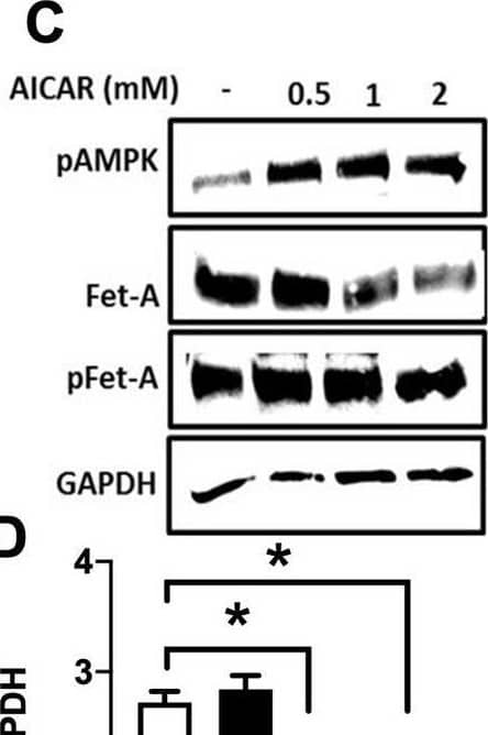 Effect of AICAR or anisomycin treatment on Fet-A expression in Hep3B cells and primary rat hepatocytes.[A] Hep3B cells were incubated in low or high glucose media with or without AICAR for 12 hours, and cell lysates were subjected to immunoblotting for Fet-A and phosphorylated Fet-A (n = 4). [B] High glucose-mediated changes in Fet-A level in Hep3B cells was expressed as a ratio to GAPDH. [C] Hep3B cells were incubated with different concentration of AICAR for 12 h and cell lysates were analyzed by Western blotting for indicated proteins (n = 3). [D] Effect of AICAR on Fet-A level in Hep3B cells was expressed as a ratio of GAPDH. [E] Hep3B cells were treated with various concentrations of anisomycin for 0.5 h to analyze phosphorylated p38 MAPK (pP38MAPK) and Fet-A expression (n = 3). [F] Effect of anisomycin on Fet-A level in Hep3B cells was expressed as a ratio of GAPDH [G] Primary rat hepatocytes were incubated with different concentration of AICAR for 12 h and cell lysate or media were analyzed by Western blotting for indicated proteins (n = 4). [H] Effect of AICAR in primary rat hepatocytes on Fet-A levels were expressed as ratio to GAPDH [I] primary rat hepatocytes were treated with anisomycin for 0.5 h to analyze phosphorylated p38 MAPK (pP38MAPK), Fet-A and p38MAPK expression (n = 4). [J] Effect of anisomycin in primary rat hepatocytes on Fet-A levels were expressed as ratio to GAPDH (n = 4). Data are shown as mean ± SEM. P values were determined accordingly by either by unpaired two-tailed test (E) or one-way ANOVA followed by Tukey’s multiple comparison tests (A-D). * Indicates p < 0.05. Image collected and cropped by CiteAb from the following open publication (//pubmed.ncbi.nlm.nih.gov/35522655), licensed under a CC-BY license. Not internally tested by R&D Systems.