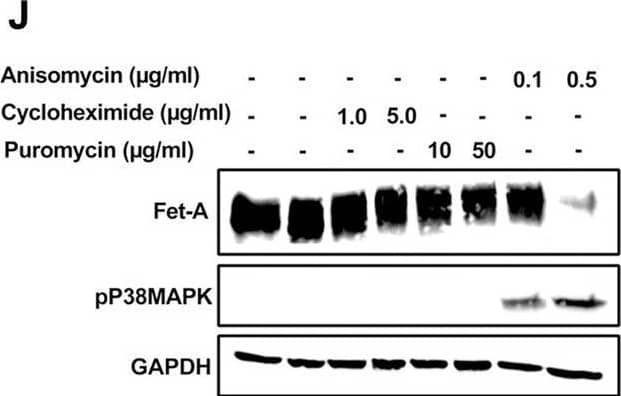 AMPK activation downregulates Fet-A expression through p38 MAPK.[A] HepG2  were incubated with either low- or high-glucose in the absence or presence of AICAR for 12hr & used for WB analysis for ERK1/2 phosphorylation expression (n = 3). [B] HepG2  were incubated with different concentration of AICAR for 12 h & cell lysates were analyzed by WBting for ERK1/2, p38MAPK & JNK phosphorylation (n = 3). [C]  were treated with p38 MAPK inhibitor [SB202190, n = 4] before treatment of AICAR for 12 hr. Cell lysate or media were analyzed by WBting for indicated proteins & [D] Fet-A levels, as a ratio to GAPDH were determined. [E]  were treated with AMPK inhibitor [Comp C, n = 4] before treatment of AICAR for 12hr. Cell lysates were analyzed by WBting for phosphorylated p38 MAPK (pP38MAPK) & [F] pP38MAPK levels, as a ratio to GAPDH were determined. [G] Knockdown of p38 MAPK was performed using MAPK14 [p38 MAPK] small interfering RNA [siRNA] in HepG2 . Following AICAR treatment for 12 h, cell lysates were analyzed by WBting for expression of p38 MAPK, phosphorylated p38 MAPK, Fet-A, & pAMPK. [H] Efficiency of p38MAPK siRNA in HepG2  were determined by immunoblotting transfected  for p38MAPK & levels were expressed as a ratio to GAPDH. [I] Effect of AICAR on Fet-A expression in scrambled or p38MAPK siRNA transfected  were determined by expressing Fet-A levels, as a ratio to GAPDH (n = 4). [J] Effect of protein synthesis inhibitors, cycloheximide & puromycin, were compared with anisomycin, also a protein synthesis inhibitor, for effects on Fet-A & phosphorylated p38 MAPK expression (n = 3). Data are shown as Means ± SEM. P values were determined accordingly by either by unpaired two-tailed test (E) or one-way ANOVA followed by Tukey’s multiple comparison tests (C-F). * Indicates p < 0.05. Image collected & cropped by CiteAb from the following open publication (//pubmed.ncbi.nlm.nih.gov/35522655), licensed under a CC-BY license. Not internally tested by R&D Systems.