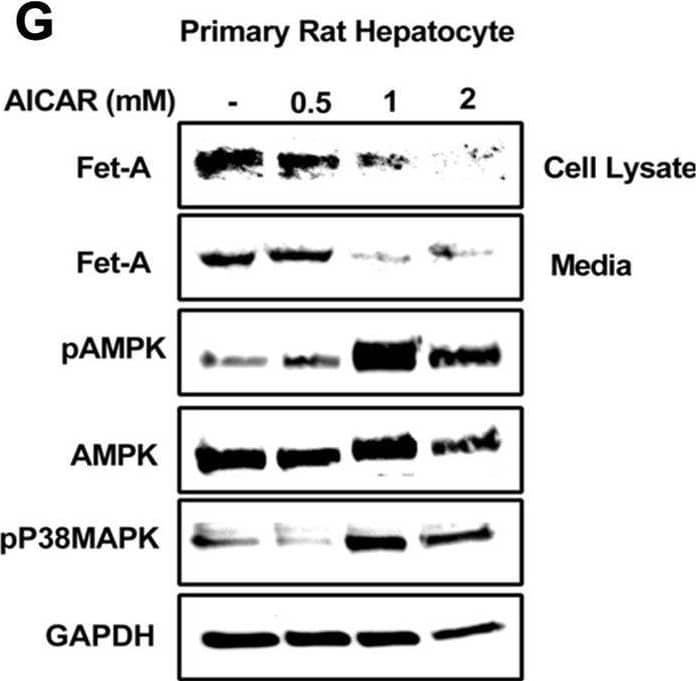 Effect of AICAR or anisomycin treatment on Fet-A expression in Hep3B cells and primary rat hepatocytes.[A] Hep3B cells were incubated in low or high glucose media with or without AICAR for 12 hours, and cell lysates were subjected to immunoblotting for Fet-A and phosphorylated Fet-A (n = 4). [B] High glucose-mediated changes in Fet-A level in Hep3B cells was expressed as a ratio to GAPDH. [C] Hep3B cells were incubated with different concentration of AICAR for 12 h and cell lysates were analyzed by Western blotting for indicated proteins (n = 3). [D] Effect of AICAR on Fet-A level in Hep3B cells was expressed as a ratio of GAPDH. [E] Hep3B cells were treated with various concentrations of anisomycin for 0.5 h to analyze phosphorylated p38 MAPK (pP38MAPK) and Fet-A expression (n = 3). [F] Effect of anisomycin on Fet-A level in Hep3B cells was expressed as a ratio of GAPDH [G] Primary rat hepatocytes were incubated with different concentration of AICAR for 12 h and cell lysate or media were analyzed by Western blotting for indicated proteins (n = 4). [H] Effect of AICAR in primary rat hepatocytes on Fet-A levels were expressed as ratio to GAPDH [I] primary rat hepatocytes were treated with anisomycin for 0.5 h to analyze phosphorylated p38 MAPK (pP38MAPK), Fet-A and p38MAPK expression (n = 4). [J] Effect of anisomycin in primary rat hepatocytes on Fet-A levels were expressed as ratio to GAPDH (n = 4). Data are shown as mean ± SEM. P values were determined accordingly by either by unpaired two-tailed test (E) or one-way ANOVA followed by Tukey’s multiple comparison tests (A-D). * Indicates p < 0.05. Image collected and cropped by CiteAb from the following open publication (//pubmed.ncbi.nlm.nih.gov/35522655), licensed under a CC-BY license. Not internally tested by R&D Systems.