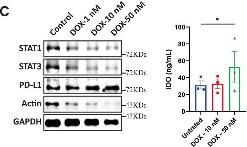 Chemotherapeutic drugs DOX and PTX increase WT1 levels in CAFs and enhance their ability to inhibit T cell proliferation. A Schematic overview of drug treatment, co-culture of CAFs and PBMCs followed by T cell proliferation assay. B Protein expression of WT1 and p53 in CAFs following DOX and PTX treatment was determined by Western blotting. GAPDH was used as a loading control. C Protein levels of STAT1, STAT3, PD-L1 levels. IDO release from DOX and PTX treated CAFs was determined by ELISA. D DOX treated CAFs were co-cultured with PBMCs and CFSE-labelled CD4+ and CD8+ T cell proliferation was determined by flow cytometry (E) PTX treated CAFs were co-cultured with PBMCs and CFSE-labelled CD4+ and CD8.+ T cell proliferation was determined by flow cytometry. Representative experiment is shown of n = 3 biological replicates. Data are mean ± SEM; * P < 0.05, ** P < 0.01, *** P < 0.001, and **** P < 0.0001 Image collected and cropped by CiteAb from the following open publication (//pubmed.ncbi.nlm.nih.gov/40598415), licensed under a CC-BY license. Not internally tested by R&D Systems.