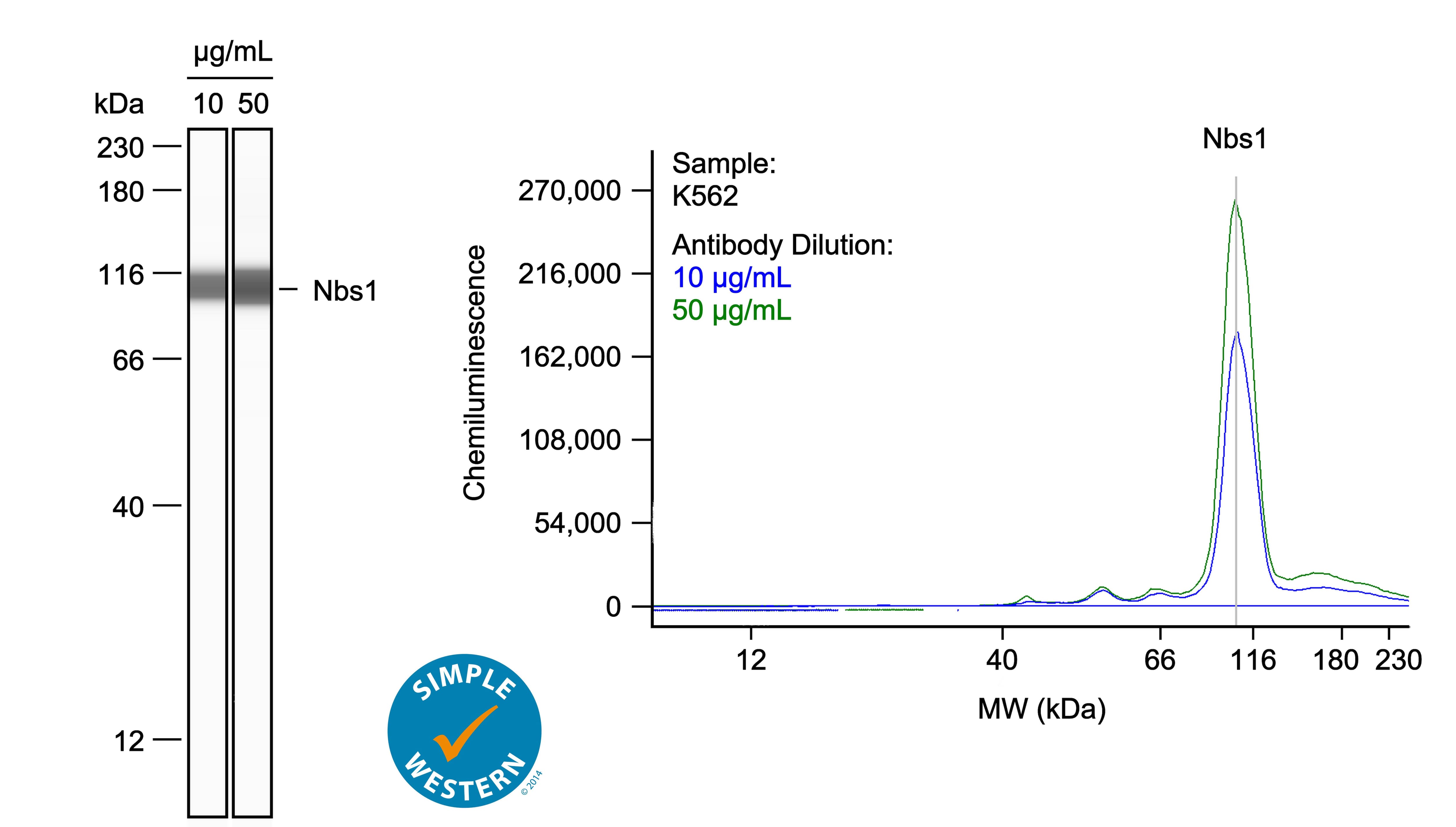 Left: Simple Western lane view shows lysates of K562 human chronic myelogenous leukemia cell line, loaded at 0.1 mg/ml. A specific band was detected for Nbs1 at approximately 109 kDa (as indicated) using both 10 µg/ml and 50 µg/ml of Goat Anti-Human Nbs1 Antigen Affinity-purified Polyclonal Antibody (Catalog # AF1573) followed by HRP-conjugated Donkey Anti-Goat Secondary Antibody (Catalog # 043-522-2). This experiment was conducted under reducing conditions and using the 12-230kDa separation system. Right: Simple Western electropherogram showing the same Goat Anti-Human Nbs1 Antigen Affinity-purified Polyclonal Antibody (Catalog # AF1573) tested at 10 µg/ml (blue line) and 50 µg/ml (green line) in the K562 human chronic myelogenous leukemia cell line.
