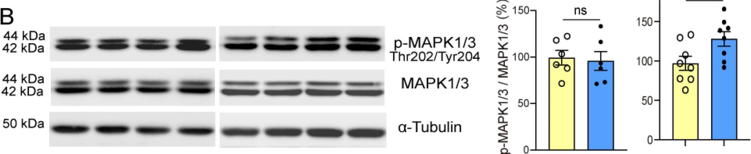 rpS6 activity is preserved and MAPK1/3 and p90S6K are activated in the striatum of R6/1 mice after prolonged treatment with PPX. Western blot for the total and phosphorylated forms of rpS6 at Ser235/236 (A), MAPK1/3 at Thr222/Tyr204 (B), and p90S6K at Ser380 (C) in WT and R6/1 mice. The densitometric analysis showed that Ser235/236-rpS6 phosphorylation was unaffected (A) and that PPX induced phosphorylations of Thr202/Tyr204-MAPK1/3 (B) and Ser380-p90S6K (C) in R6/1 mice. No changes were detected in WT mice. n = 6–12 mice per experimental group, unpaired t-test; ns = non-significant; * p < 0.05; ** p < 0.01. Image collected and cropped by CiteAb from the following open publication (//pubmed.ncbi.nlm.nih.gov/40358175), licensed under a CC-BY license. Not internally tested by R&D Systems.