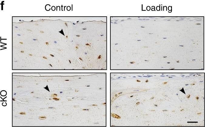 Loading-induced increased PGE2 secretion with a decrease in SOST expression was inhibited in cKO mice. a, b ELISA analysis of PGE2 level in bone marrow-flushed tibial diaphysis (a) and serum (b) after 5-day mechanical loading. n = 6 per group. c Representative COX-2 immunohistostaining (black arrows) and d, e quantification of COX-2-positive osteocytes in diaphyseal 37% cortical bone. Scale bar, 30 μm. n = 6 per group. f Representative SOST immunohistostaining (black arrows) and g, h quantification of SOST-positive osteocytes in diaphyseal 37% cortical bone. Scale bar, 30 μm. n = 6 per group. i Representative  beta -catenin immunohistostaining (black arrows) and j, k quantification of  beta -catenin-positive osteoblasts on endosteal surface of diaphyseal 37% cortical bone. Scale bar, 30 μm. n = 5–6 per group. l–n Relative gene expression of Sost (l), COX-2 (m), and  beta -catenin (n) was determined by RT-qPCR in the tibial diaphysis of WT and cKO mice. n = 5 per group. Mean ± SD. *P < 0.05; **P < 0.01; ***P < 0.001. Paired t test was done for loaded and contralateral tibias and unpaired t test was done for loaded or control tibias between WT and cKO mice Image collected and cropped by CiteAb from the following open publication (//pubmed.ncbi.nlm.nih.gov/35851577), licensed under a CC-BY license. Not internally tested by R&D Systems.