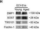 OCY‐EVs Transported to the Brain under Physiological & Pathological Conditions.Representative H) WB images of osteocyte markers (SOST & DMP1) & EVs classical markers (TSG101 & Flotillin‐1). Scale bar: 100 nm. Image collected & cropped by CiteAb from the following open publication (//pubmed.ncbi.nlm.nih.gov/35508803), licensed under a CC-BY license. Not internally tested by R&D Systems.