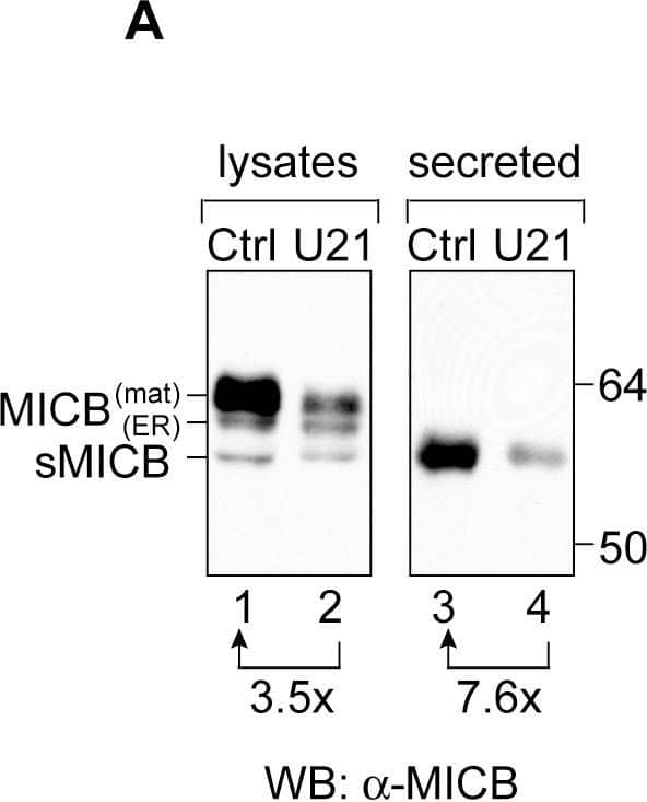 Western Blot MICB Antibody [Unconjugated]