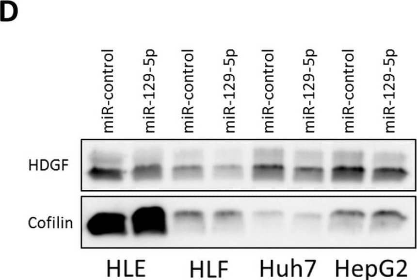 HDGF is a direct target gene of miR-129-5p. A Represented are predicted binding sites of miR-129-5p in the 3′UTR of HDGF. Binding sites were predicted by TargetScan [29] and IntaRNA [30]. The seed region of miR-129-5p is highlighted in gray. B Firefly luciferase activity was measured and normalized to renilla luciferase activity. ***p < 0.001; one-way ANOVA with Dunnett’s multiple comparisons test. CHDGF expression was analyzed 24 h, 48 h, and 72 h after transfection of HCC cell lines with 50 nM miR-129-5p mimics by qRT-PCR using the  delta  delta CT method. *p < 0.05, **p < 0.01, ***p < 0.001; two-tailed Student’s t test. D HDGF protein expression was analyzed 48 h after miR-129-5p transfection by western blotting with cofilin as loading control. Densitometric analysis of western blot assays is shown in Additional file 1: Fig. S9B Image collected and cropped by CiteAb from the following open publication (//pubmed.ncbi.nlm.nih.gov/35578240), licensed under a CC-BY license. Not internally tested by R&D Systems.