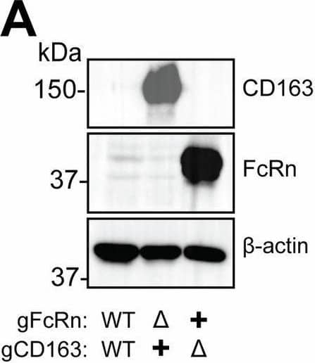 CD163 overexpression does not compensate for the absence of FcRn.A Western blot showing gCD163 and gFcRn expression in wild-type (WT) MA-104 cells, overexpression of gCD163 in MA-104 delta FcRn cells, and gFcRn overexpression in MA-104 delta CD163 cells. B Kinetics of SHFV production from cells in (A) after inoculation with SHFV, MOI of 3. Graph shows mean ± SEM from three independent experiments. All plots include error bars; no error bars are shown when the SEM was smaller than the size of the symbols. C Cells from A were infected with SHFV (MOI = 30) and assayed for intracellular SHFV RNA 4 h later using single molecule RNA  fluorescence in situ hybridization (smRNA FISH). Confocal microscopy (×600 magnification) was used to capture 17–21 fields of view taken at random. From each field of view, the percent viral RNA positive cells, average number of puncta per infected cell, and average puncta FISH intensity per infected cell were determined and graphed as independent points. Error bars represent the mean ± SEM. Note that data for the WT condition is the same as that shown in Fig. 4C. Data shows results from one experiment. Source data are provided as a Source Data file. Image collected and cropped by CiteAb from the following open publication (//pubmed.ncbi.nlm.nih.gov/39112502), licensed under a CC-BY license. Not internally tested by R&D Systems.