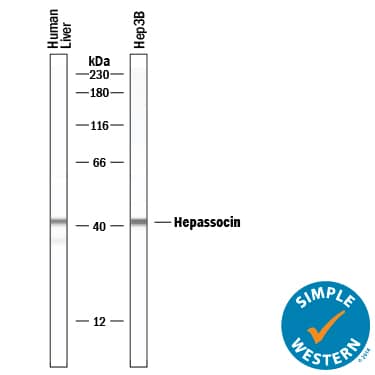 Simple Western lane view shows lysates of Hep3B human hepatocellular carcinoma cell line, human liver, loaded at 0.2 mg/mL. A specific band was detected for Hepassocin/FGL1 at approximately 41 kDa (as indicated) using 20 µg/mL of Goat Anti-Human/Mouse/Rat Hepassocin/FGL1 Antigen Affinity-purified Polyclonal Antibody (Catalog # AF1614) . This experiment was conducted under reducing conditions and using the 12-230 kDa separation system.