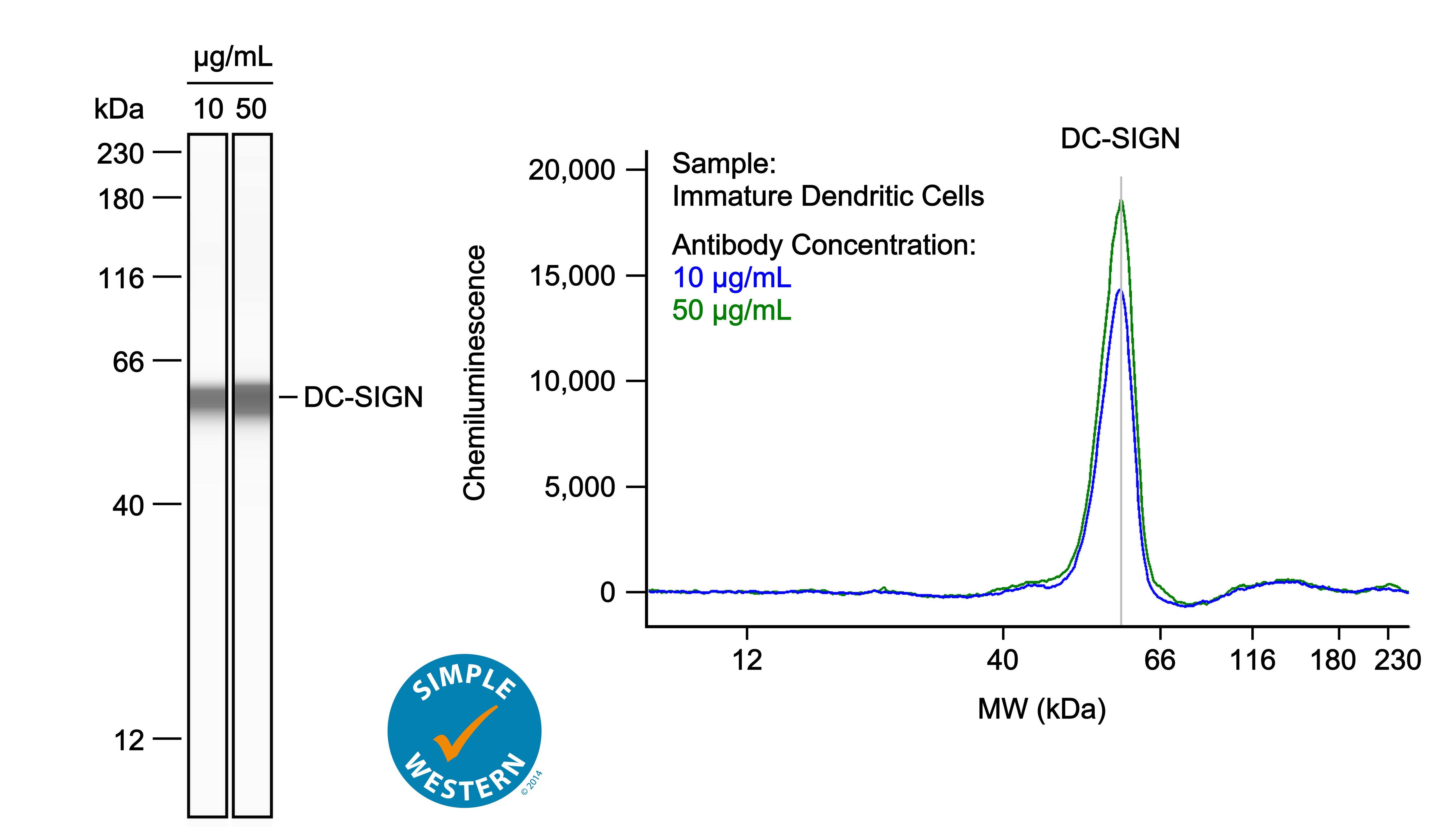 Left: Simple Western lane view shows lysates of human immature dendritic cells, loaded at 0.4 mg/ml. A specific band was detected for DC‑SIGN/CD209 at approximately 59 kDa (as indicated) using both 10 µg/ml and 50 µg/ml of Sheep Anti-Human DC‑SIGN/CD209 Antigen Affinity-purified Polyclonal Antibody (Catalog # AF161) followed by 1:50 dilution of HRP-conjugated Anti-Sheep IgG Secondary Antibody (Catalog # HAF016) in Milk-free Antibody Diluent (Catalog # 043-524). This experiment was conducted under reducing conditions and using the 12-230kDa separation system. Right: Simple Western electropherogram showing the same Sheep Anti-Human DC‑SIGN/CD209 Antigen Affinity-purified Polyclonal Antibody (Catalog # AF161) tested at 10 µg/ml (blue line) and 50 µg/ml (green line) in the human immature dendritic cells.