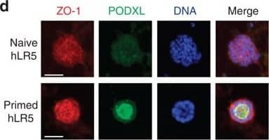 Podocalyxin promotes lumenogenesis in epiblast spheroids.(a) Immunoblot for podocalyxin protein in two representative PODXL−/− hPSC mutant clones (m1 and m2), compared with CRISPR/Cas9 non-mutant wild-type clones (WT) or cells subjected to scrambled (scr) or podocalyxin (pod) siRNA knockdown. (b) Brightfield images of sandwiched parental ESCs were compared with two mutant or two WT CRISPR/Cas9 clones. (c) Cavitated spheroids as a percentage of total colonies. Data from pools of WT or mutant cell lines were averaged to determine group means (AVG, n≥9) and P values. (d) Podocalyxin and ZO-1 immunofluorescence in naive and primed hLR5 hPSCs or (e) mESCs and EpiSCs. (f) Confocal z-sections of undifferentiated hPSCs showing localization of ZO-1 and  beta CAT in unmodified (WT) or PODXL−/− colonies. (g) Filamentous actin (f-actin) and occludin (OCLN) immunofluorescence in undifferentiated WT or PODXL−/− clones. (h) Averaged TEER measurements in WT or PODXL−/− monolayers (n≥3). Scale bars, 50 μm or (f,g) 20 μm. Error bars, s.e.m. Image collected and cropped by CiteAb from the following publication (//pubmed.ncbi.nlm.nih.gov/26493500), licensed under a CC-BY license. Not internally tested by R&D Systems.