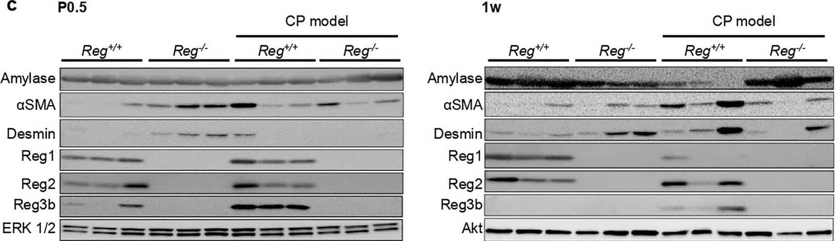 Western Blot Podocalyxin Like Antibody [Unconjugated]