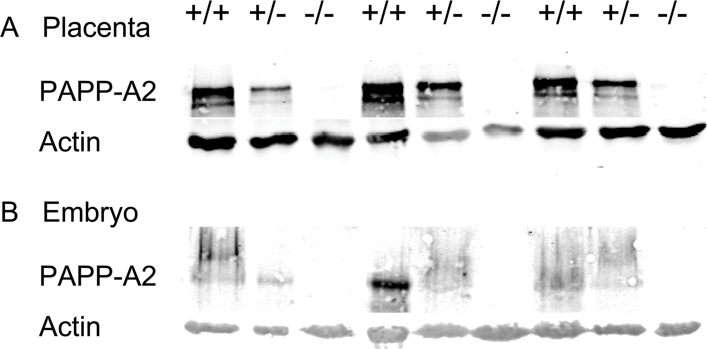 Effects of gene disruption on PAPP-A2 protein.Shown are Western blots of 9 representative (A) placentae and (B) embryos at embryonic day 12.5 from embryos homozygous for wild-type Pappa2 (+/+), heterozygous (+/−) or homozygous for the disruption (−/−). The nitrocellulose membrane was scanned for fluorescence at 700 and 800 nm simultaneously, with fluorescence at 700 nm corresponding to actin (at approximately 40 kDa) and fluorescence at 800 nm corresponding to PAPP-A2 (at approximately 250 kDa). Image collected and cropped by CiteAb from the following open publication (https://pubmed.ncbi.nlm.nih.gov/23457539), licensed under a CC-BY license. Not internally tested by R&D Systems.