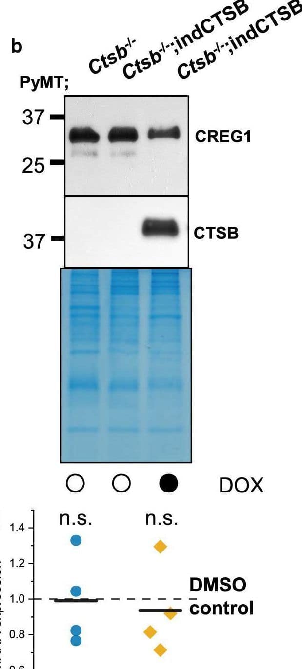 Western Blot CREG Antibody