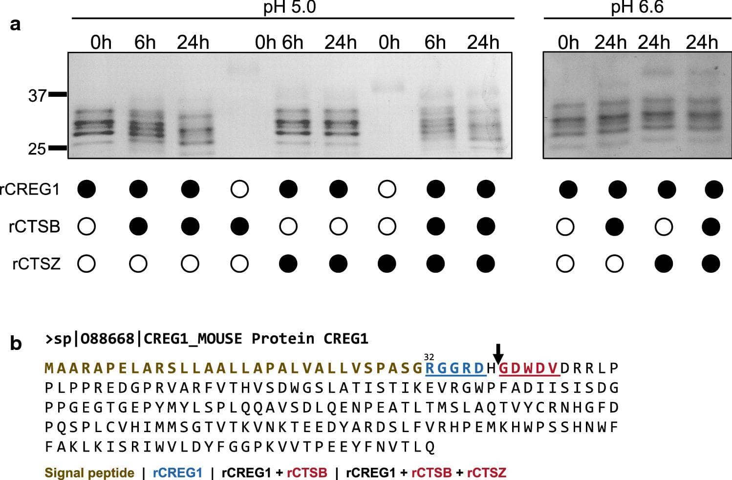 Western Blot CREG Antibody