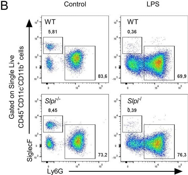LPS induces changes in expression pattern of SLPI in selected immune cell populations in vivo. (A) Total blood CD45+ leukocyte number isolated from WT and Slpi-/- mice injected with PBS or LPS for 24h. (B) Representative gating for neutrophils (CD11b+Ly6G+SiglecF-), eosinophils (CD11b+Ly6G-SiglecF+) and monocytes (CD11b+Ly6C+Ly6G-) as in (A). (C) Percentage of neutrophils, eosinophils and monocytes isolated as in (A). (D) Percentage of Ly6Chi, MHC II+F4/80+ and Ly6Clow monocytes isolated as in (A). (E) Representative gating of Ly6Chi (CD11b+Ly6Chigh), MHC II+F4/80+ and Ly6Clow monocytes isolated as in (A). (F, G) SLPI expression in blood neutrophils isolated from WT (black line) and Slpi-/- mice (shaded histogram) injected with PBS or LPS for 24h.Data represented as mean ± SEM of fold change in geometrical MFI values (WT vs Slpi-/-). (H) SLPI expression in blood monocytes represented as a fold change in geometrical MFI values (WT vs Slpi-/-). (I) Representative histograms of SLPI expression in blood monocytes isolated from WT (black line) and Slpi-/- mice (shaded histogram) injected with PBS or LPS for 24h. (A, C, D, F, H) Data represent 7 to 8 mice per experimental group pooled from three independent experiments Error bars show means ± SEM. (A, C, D, F) Control vs LPS or WT vs Slpi-/- * p<0.05, **p<0.01, ***p<0.001, ****p<0.0001 by one-way ANOVA, Tukey post hoc test. (H) WT Ly6Chi monocytes vs WT Ly6Clow monocytes ****p<0.0001 by one-way ANOVA, Tukey post hoc test. Image collected and cropped by CiteAb from the following open publication (//pubmed.ncbi.nlm.nih.gov/40496854), licensed under a CC-BY license. Not internally tested by R&D Systems.
