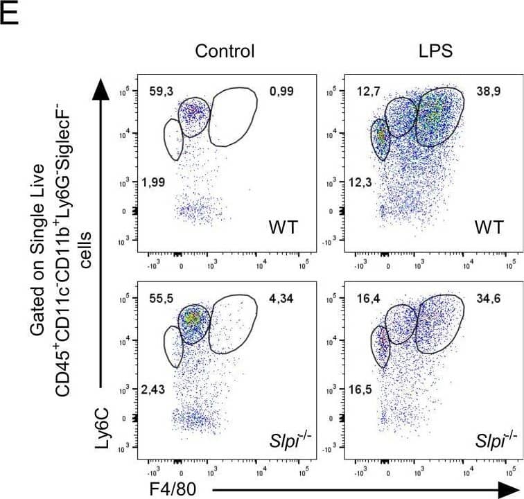 LPS induces changes in expression pattern of SLPI in selected immune cell populations in vivo. (A) Total blood CD45+ leukocyte number isolated from WT and Slpi-/- mice injected with PBS or LPS for 24h. (B) Representative gating for neutrophils (CD11b+Ly6G+SiglecF-), eosinophils (CD11b+Ly6G-SiglecF+) and monocytes (CD11b+Ly6C+Ly6G-) as in (A). (C) Percentage of neutrophils, eosinophils and monocytes isolated as in (A). (D) Percentage of Ly6Chi, MHC II+F4/80+ and Ly6Clow monocytes isolated as in (A). (E) Representative gating of Ly6Chi (CD11b+Ly6Chigh), MHC II+F4/80+ and Ly6Clow monocytes isolated as in (A). (F, G) SLPI expression in blood neutrophils isolated from WT (black line) and Slpi-/- mice (shaded histogram) injected with PBS or LPS for 24h.Data represented as mean ± SEM of fold change in geometrical MFI values (WT vs Slpi-/-). (H) SLPI expression in blood monocytes represented as a fold change in geometrical MFI values (WT vs Slpi-/-). (I) Representative histograms of SLPI expression in blood monocytes isolated from WT (black line) and Slpi-/- mice (shaded histogram) injected with PBS or LPS for 24h. (A, C, D, F, H) Data represent 7 to 8 mice per experimental group pooled from three independent experiments Error bars show means ± SEM. (A, C, D, F) Control vs LPS or WT vs Slpi-/- * p<0.05, **p<0.01, ***p<0.001, ****p<0.0001 by one-way ANOVA, Tukey post hoc test. (H) WT Ly6Chi monocytes vs WT Ly6Clow monocytes ****p<0.0001 by one-way ANOVA, Tukey post hoc test. Image collected and cropped by CiteAb from the following open publication (//pubmed.ncbi.nlm.nih.gov/40496854), licensed under a CC-BY license. Not internally tested by R&D Systems.