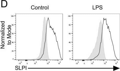 The impact of SLPI on local response to LPS injection. (A) Total PEC number isolated from WT and Slpi-/- mice injected with PBS or LPS for 24h. (B) Peritoneal macrophage percentage and total number as in (A). (C) Representative gating for resident macrophages in WT and Slpi-/- mice injected with PBS or LPS for 24h.(D) SLPI expression in resident peritoneal macrophages isolated from WT (black line) and Slpi-/- mice (shaded histogram) injected with PBS or LPS for 24h.(E) Fold change of geometrical MFI was compared between WT and Slpi-/- macrophages as in (D). (F) MMP-9 in supernatants of WT and Slpi-/- total PEC or peritoneal adherent cells (macrophages) isolated from PBS or LPS injected mice and stimulated with LPS (100ng/ml) or HKLM (107 cells) for 24h.WT vs Slpi-/- **p<0.01 by multiple unpaired t-test. (A, B, E) Data represent 5 to 8 mice per experimental group pooled from three independent experiments. Error bars show means ± SEM. (F) Data represent 3 to 5 mice per experimental group pooled from two independent experiments. Error bars show means ± SEM. Image collected and cropped by CiteAb from the following open publication (//pubmed.ncbi.nlm.nih.gov/40496854), licensed under a CC-BY license. Not internally tested by R&D Systems.