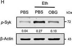 OatN  beta -glucan binds to HPCA, promotes microglia up-take of oatN and inhibits dectin-1 activation, whereas OatN digalactosyldiacylglycerol (DGDG) inhibits oatN  beta -glucan access to dectin-1. H) A representative western blot of p-Syk in BV2 cells treated with Eth (200 mm) or Eth plus OBG (20 mg mL−1). Results represent 1 out of 3 independent experiments. Band intensity was quantified and normalized to  beta -actin and the results are presented between the panels. I) The surface plasmon resonance (SPR) assay was performed to determine OBG binding to dectin-1 . (Upper panel) BG (commercial  beta -glucan, 100 ng mL−1), PBLP (liposomes made by peripheral blood cell derived lipids), OatN (20 mg mL−1), and OBG (20 mg mL−1) were used as analytes. (Bottom panel) OBG-DGDG (OBG remove DGDG, 20 or 60 mg mL−1) and OBG-PC (OBG remove PC, 20 mg mL−1) were used as analytes. Results represent 1 out of 3 independent experiments. J) Dectin-1 binding to HPCA-Rab11a complex was detected by immunoprecipitation. HPCA complex in BV2 cells treated with Eth or OBG was pulled down by anti-HPCA antibody (1 mg mL−1). Dectin-1 and Rab11a were probed in a western blot. Results represent 1 out of 3 independent experiments. Band intensity was quantified and normalized by HPCA, and the results are presented between the panels. K) Confocal images of dectin-1 (green) overlay with Rab11a (red) in BV2 cells treated with Eth (200 mm) or Eth plus OBG (20 mg mL−1). Results represent 1 out of 3 independent experiments. Five random fields were photographed, and representative results are shown. Scale bars, 20 μm. Image collected and cropped by CiteAb from the following publication (//pubmed.ncbi.nlm.nih.gov/34897972), licensed under a CC-BY license. Not internally tested by R&D Systems.