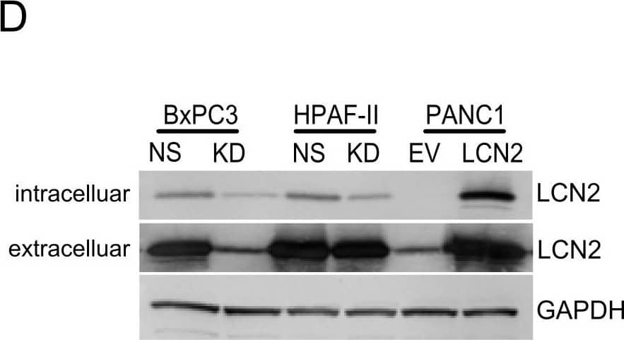 The knockdown and overexpression of LCN2 expression in PDAC cell lines.(A) LCN2 mRNA expression was suppressed using three different retroviral shRNA constructs (KD) in H6c7KrT cells. (B) Representative immunoblots of LCN2 protein expression in H6c7KrT cells, where GAPDH was used as a loading control. (C) LCN2 expression was downregulated in BxPC3 and HPAF-II cells. In PANC1 cells LCN2 was overexpressed by a lentiviral expression construct. (D) Representative immunoblots of LCN2 protein expression in BxPC3, HPAF-II, and PANC1 cells. Image collected and cropped by CiteAb from the following open publication (//pubmed.ncbi.nlm.nih.gov/23056397), licensed under a CC-BY license. Not internally tested by R&D Systems.