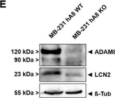 ADAM8 regulates LCN2 levels in tumor cell lines MB-231 and Panc89. The Human Protease/Protease Inhibitory Array demonstrates downregulation of ADAM8 (A), MMP-9 (B), and LCN2 (C) in supernatants derived from MB-231 hA8 KO cells. (D) mRNA expression and (E) representative Western blot of LCN2 in MB-231 hA8 WT and hA8 KO cells confirm results from (C) (n = 2). (F) mRNA expression and (G) representative Western blot of LCN2 in Panc89 hA8 WT, KO 1, and KO 2 cells demonstrate decreased LCN2 expression in hA8 KO cells (n = 2). Data are presented as mean values ± S.D., ** p < 0.01, *** p < 0.001. (H) Recombinant LCN2 (1 ng, 10 ng, 100 ng) does not affect protease activity of recombinant ADAM8 using a CD23 substrate (PepDAB# 13). Image collected and cropped by CiteAb from the following open publication (//pubmed.ncbi.nlm.nih.gov/35216088), licensed under a CC-BY license. Not internally tested by R&D Systems.