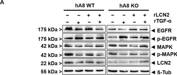 Downstream signaling of EGFR is affected by ADAM8 KO in Panc89 cells. (A) Representative immunoblot of EGFR and MAPK phosphorylation, and LCN2 expression after treatment with recombinant LCN2 (rLCN2) and recombinant transforming growth factor-alpha (rTGF-alpha ) for 1 h. (B) Quantification of LCN2 shows the downregulation of LCN2 expression in Panc89 hA8 KO cells. The addition of rLCN2 does not increase LCN2 expression in Panc89 hA8 KO cells, whereas rTGF-alpha  alone or combined with rLCN2 adjusts LCN2 expression to Panc89 hA8 WT levels. (C) Quantification of p-EGFR illustrates no significant changes in EGFR phosphorylation of Panc89 hA8 KO compared to Panc89 hA8 WT cells. (D) The diagram displays the quantification of p-MAPK. The phosphorylation of MAPK is significantly downregulated in Panc89 hA8 KO cells. rTGF-alpha  stimulation decreases MAPK phosphorylation in both Panc89 hA WT and KO cells. Data are presented as mean values ± S.D. * p < 0.05, ** p < 0.01 (n = 2). Image collected and cropped by CiteAb from the following open publication (//pubmed.ncbi.nlm.nih.gov/35216088), licensed under a CC-BY license. Not internally tested by R&D Systems.