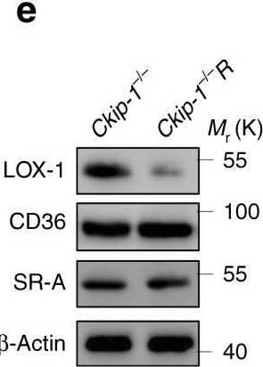 Western Blot SR-AI/MSR Antibody [Unconjugated]