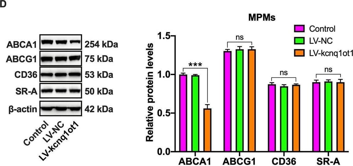 Western Blot SR-AI/MSR Antibody [Unconjugated]
