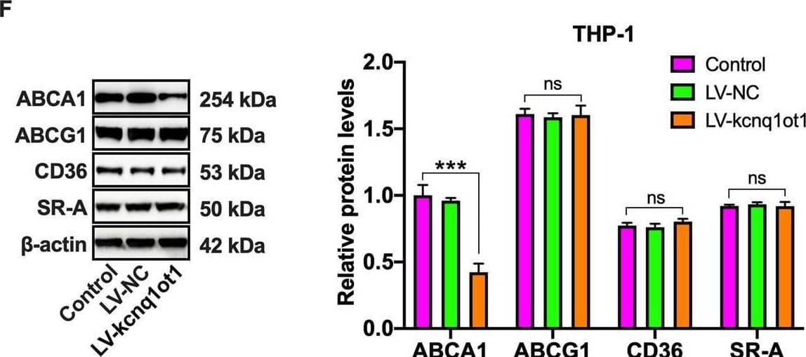 Effects of kcnq1ot1 on cholesterol transporter and receptor expression. A, B The mRNA and protein levels of ABCA1, ABCG1, CD36, and SR-A in the aorta from apoE−/− mice were assayed by qRT-PCR and western blot, respectively (n = 10). C, D qRT-PCR and western blot analyses of ABCA1, ABCG1, CD36 and SR-A expression in MPMs from apoE−/− mice (n = 5). E, F After treatment of THP-1 macrophages with PBS, LV-NC or LV-kcnq1ot1 for 72 h, both qRT-PCR and western blot were employed for detection of ABCA1, ABCG1, CD36, and SR-A expressions. Data are represented as mean ± SD. ***P < 0.001; ns not significant. Image collected and cropped by CiteAb from the following open publication (//pubmed.ncbi.nlm.nih.gov/33293505), licensed under a CC-BY license. Not internally tested by R&D Systems.