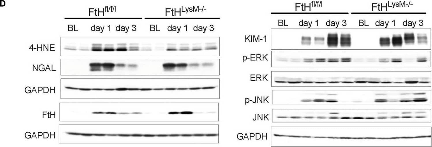 Elucidation of kidney injury markers and MAPK signaling following rhabdomyolysis. Mice were administered 7.5 ml/kg body weight of 50% glycerol in water and harvested after 1 or 3 days. Kidneys were analyzed for the expression of (A) kidney injury molecule-1 (KIM-1), (B) neutrophil gelatinase associated lipocalin (NGAL), and (C) ferritin heavy chain (FtH) by real-time PCR analysis. Each experiment was performed at least three independent times. Results were normalized to GAPDH and presented as mean ± SEM. *p < 0.05 vs. baseline control; #p < 0.05 vs. FtHfl/fl. (D) Kidneys were analyzed for the expression of 4-hydroxynonenal, NGAL, KIM-1, FtH, p-ERK, total ERK, p-JNK, and total JNK by Western blot analysis. Membranes were stripped and re-probed for GAPDH to demonstrate equal loading. (E) Expression of the indicated proteins in the kidneys was analyzed by densitometry, normalized to GAPDH (or total JNK or total ERK) and expressed as mean ± SEM. *p < 0.05 vs. baseline control; #p < 0.05 vs. FtHfl/fl. Image collected and cropped by CiteAb from the following open publication (//pubmed.ncbi.nlm.nih.gov/36160140), licensed under a CC-BY license. Not internally tested by R&D Systems.