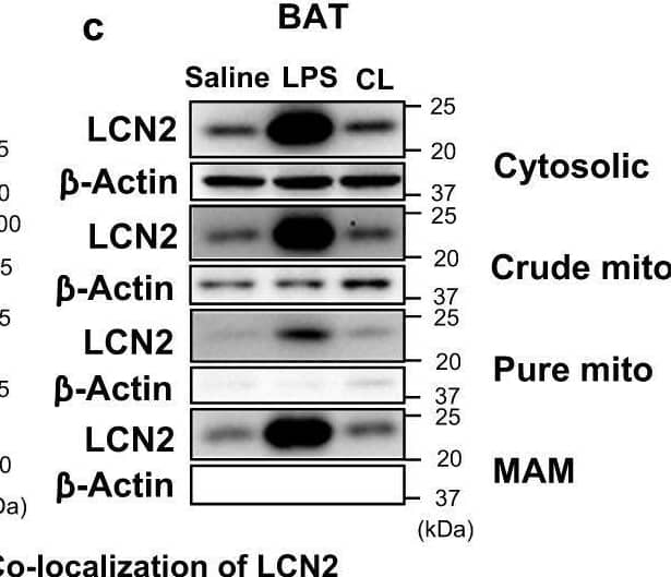 Identification of LCN2 MAM localization and PA binding capability.LCN2 is recruited to the MAM in inguinal adipocytes (a) in response to 6 h LPS (1 μg/mL) treatment and in BAT (b) in response to 6 h LPS stimulation along with known MAM proteins including FACL4, MFN2 and DRP1. The experiments in a and b were repeated 3 times independently. LCN2 protein levels in cytosolic, crude mitochondria, pure mitochondria, and MAM fractions in BAT of mice with saline, 6 h LPS (0.3 mg/kg body weight), or 6 h CL316, 243 (0.5 mg/kg body weight) treatment (c). The experiment in c was repeated twice independently. Co-localization of LCN2 with ER marker Calnexin (d) and mitochondrial maker TOM 20 (e) in 3T3-L1 preadipocytes and adipocytes. The correlation analysis was performed using Pearson’s coefficient. For the co-localization of LCN2 with ER, n = 16 for preadipocytes and n = 13 for adipocytes (d). For the co-localization of LCN2 with mitochondria, n = 13 for preadipoctes and n = 11 for adipocytes (d). Results are presented as mean ± SEM. Binding assay of membrane lipids with mouse LCN2 recombinant protein (f). Concentration-dependent binding of LCN2 to phospholipids (g). Various concentrations of PA and PC were spotted on the membrane and subjected to LCN2 binding assay. Cell lysates from 3T3-L1 adipocytes with or without IL-1 beta  (1 ng/mL) treatment were spotted as a positive control. Concentration-dependent LCN2-PA binding with PA-coated beads (h). Beads without PA-coated served as a control. The experiment in h was repeated twice independently. Source data are provided as a Source data file. Mito: mitochondria; CL: CL316, 243. Image collected and cropped by CiteAb from the following open publication (//pubmed.ncbi.nlm.nih.gov/37872178), licensed under a CC-BY license. Not internally tested by R&D Systems.