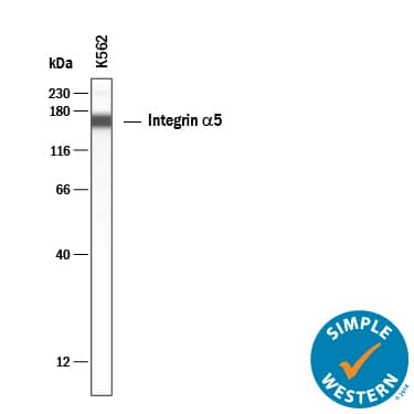 Simple Western Integrin alpha 5/CD49e Antibody [Unconjugated]