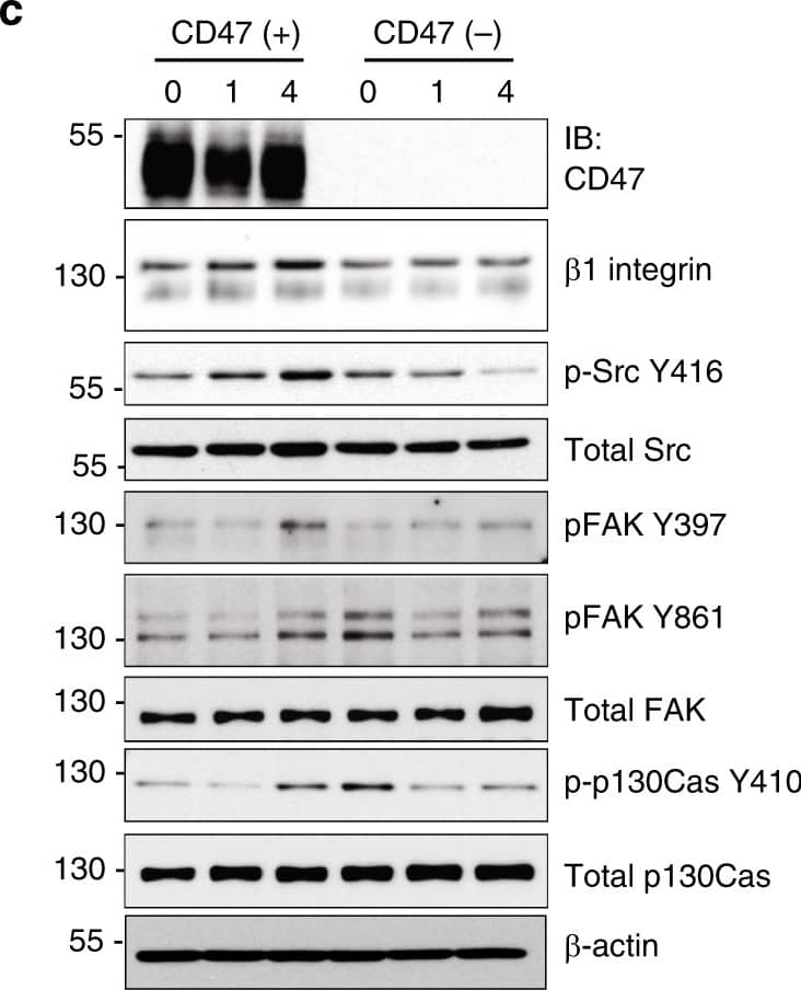 CD47 associates with  beta 1 integrin and promotes focal adhesion formation. a In situ proximity ligation assay utilizing antibodies against CD47 and  beta 1 integrin indicating close association between CD47 and  beta 1 integrin in the colonic epithelium. Positive PLA signals are shown in green, beta-catenin in magenta and DAPI/nuclei in blue. Crypts are indicated by dashed lines. Arrowheads and asterisks (*) indicate positive PLA signals on IECs and immune cells in the lamina propria, respectively. Strong PLA signals are detected in IECs that are mainly concentrated at the base of the crypts in Cd47f/f colon in contrast to very few PLA signals are observed in crypts IECs in Cd47 delta IEC colons. Scale bars = 20 μm. The specificity of the PLA signals was evaluated in Supplementary figure 6 demonstrating no PLA signals in Cd47−/− colons. b Whole-cell lysates from freshly isolated intestinal epithelial cells from Cd47f/f and Cd47 delta IEC mice were subjected to SDS–PAGE and immunoblot for signaling molecules downstream of  beta 1 integrin-dependent cell adhesion, revealing decreased  beta 1 integrin protein expression and reduced phosphorylation of SrcY416, FAKY397/Y861, and p130CASY410 in cells from Cd47 delta IEC mice. Results are representative of three independent experiments. c Murine enteroid-derived primary epithelial cell monolayers were scratch-wounded and harvested at the indicated time points, then analyzed by SDS–PAGE and immunoblot. CD47-deficient epithelial cells show a reduction in phosphorylated SrcY416, FAKY397/Y861, and p130CASY410 upon wounding, whereas maintaining reduced  beta 1 integrin protein baseline expression. d Epithelial cells immediately adjacent to wounds from Cd47f/f and Cd47 delta IEC mice were imaged by confocal microscopy, showing disrupted basal co-staining for phosphorylated FAKY861 and  beta 1 integrin (apical surface indicated by dashed line). Arrows indicate reduced colocalization of phospho-FAKY861 and  beta 1 integrin in the absence of CD47 expression. Scale bars = 10 μm. Results are representative of three independent experiments with three mice per treatment group. e Lamellipodia of CD47(−) cells exhibited fewer phosphorylated FAKY861-positive focal adhesions in comparison with CD47-expressing cells (insets). Scale bars = 10 μm. Results are representative of three independent experiments with two independently derived enteroid culture lines. Source data are provided as a Source Data file Image collected and cropped by CiteAb from the following publication (//pubmed.ncbi.nlm.nih.gov/31676794), licensed under a CC-BY license. Not internally tested by R&D Systems.
