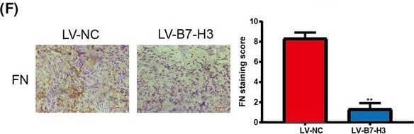 B7‐H3 interacts with FN. (A) TCGA database analysis of B7‐H3 and the correlation coefficient of FN’s two genes. (B, C), The interaction of B7‐H3 with FN in 786‐O and ACHN cells detected by co‐IP assay. (D, E) The expression of FN in the B7‐H3‐KO and control 786‐O and ACHN cells assayed by western blotting. (F) The expression of FN in the B7‐H3‐KO and control ACHN cells isolated from immunodeficient mice as assayed by immunohistochemical staining. After 6 weeks of injection, tumor tissues were collected and immunohistochemical methods were used to detect FN expression levels in tumor tissues. Values are expressed as means ± SD (t‐tests, n = 3). *P < 0.05, **P < 0.01 B7‐H3, control group vs. B7‐H3‐KO group. Scale bars: 25 μm (F). Image collected and cropped by CiteAb from the following open publication (//pubmed.ncbi.nlm.nih.gov/34431237), licensed under a CC-BY license. Not internally tested by R&D Systems.