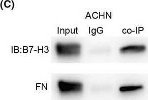 B7‐H3 interacts with FN. (A) TCGA database analysis of B7‐H3 and the correlation coefficient of FN’s two genes. (B, C), The interaction of B7‐H3 with FN in 786‐O and ACHN cells detected by co‐IP assay. (D, E) The expression of FN in the B7‐H3‐KO and control 786‐O and ACHN cells assayed by western blotting. (F) The expression of FN in the B7‐H3‐KO and control ACHN cells isolated from immunodeficient mice as assayed by immunohistochemical staining. After 6 weeks of injection, tumor tissues were collected and immunohistochemical methods were used to detect FN expression levels in tumor tissues. Values are expressed as means ± SD (t‐tests, n = 3). *P < 0.05, **P < 0.01 B7‐H3, control group vs. B7‐H3‐KO group. Scale bars: 25 μm (F). Image collected and cropped by CiteAb from the following open publication (//pubmed.ncbi.nlm.nih.gov/34431237), licensed under a CC-BY license. Not internally tested by R&D Systems.