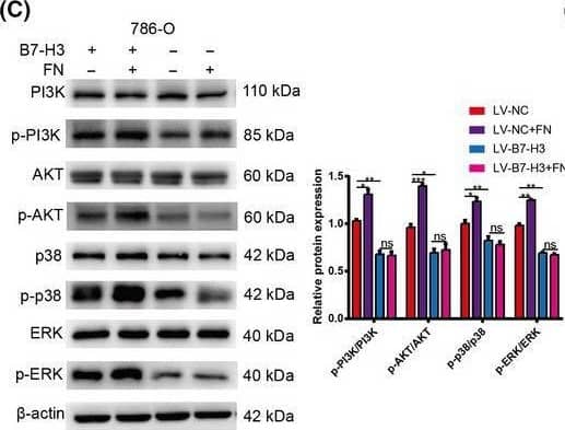 Activation of PI3K/AKT and p38/ERK MAPK signaling by FN. (A, B) The expression of EMT‐related proteins in FN‐treated control and KO cells. (C, D) The expression of signaling pathway‐related proteins in FN‐treated control and KO cells. Values are expressed as means ± SD (t‐tests, n = 3). *P < 0.05, **P < 0.01, ***P < 0.001, B7‐H3 control vs. FN‐treated control and KO cells. Image collected and cropped by CiteAb from the following open publication (//pubmed.ncbi.nlm.nih.gov/34431237), licensed under a CC-BY license. Not internally tested by R&D Systems.