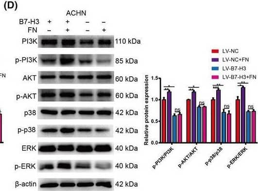 Activation of PI3K/AKT and p38/ERK MAPK signaling by FN. (A, B) The expression of EMT‐related proteins in FN‐treated control and KO cells. (C, D) The expression of signaling pathway‐related proteins in FN‐treated control and KO cells. Values are expressed as means ± SD (t‐tests, n = 3). *P < 0.05, **P < 0.01, ***P < 0.001, B7‐H3 control vs. FN‐treated control and KO cells. Image collected and cropped by CiteAb from the following open publication (//pubmed.ncbi.nlm.nih.gov/34431237), licensed under a CC-BY license. Not internally tested by R&D Systems.