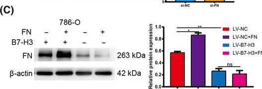 FN binds to B7‐H3 and promotes cell migration and invasion. (A, B) Migration and invasion ability of si‐NC and si‐FN groups examined by transwell assay. (C, D) The binding level of exogenous FN to the control and B7‐H3‐KO cells. (E, F) Migration and invasion ability of the control and B7‐H3‐KO cells that were cultured with exogenous FN. Values are expressed as means ± SD (t‐tests, n = 3). Values are expressed as means ± SD (t‐tests, n = 3). *P < 0.05, **P < 0.01, ***P < 0.001, FN control group vs. si‐FN group (A, B); *P < 0.05, **P < 0.01, ***P < 0.001, B7‐H3 control vs. FN‐treated control and KO cells. Scale bars: 25 μm (A, B, E, F). Image collected and cropped by CiteAb from the following open publication (//pubmed.ncbi.nlm.nih.gov/34431237), licensed under a CC-BY license. Not internally tested by R&D Systems.