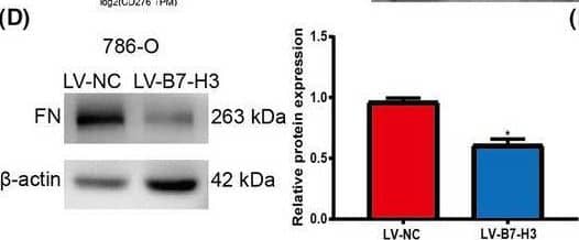 B7‐H3 interacts with FN. (A) TCGA database analysis of B7‐H3 and the correlation coefficient of FN’s two genes. (B, C), The interaction of B7‐H3 with FN in 786‐O and ACHN cells detected by co‐IP assay. (D, E) The expression of FN in the B7‐H3‐KO and control 786‐O and ACHN cells assayed by western blotting. (F) The expression of FN in the B7‐H3‐KO and control ACHN cells isolated from immunodeficient mice as assayed by immunohistochemical staining. After 6 weeks of injection, tumor tissues were collected and immunohistochemical methods were used to detect FN expression levels in tumor tissues. Values are expressed as means ± SD (t‐tests, n = 3). *P < 0.05, **P < 0.01 B7‐H3, control group vs. B7‐H3‐KO group. Scale bars: 25 μm (F). Image collected and cropped by CiteAb from the following open publication (//pubmed.ncbi.nlm.nih.gov/34431237), licensed under a CC-BY license. Not internally tested by R&D Systems.