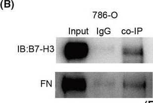 B7‐H3 interacts with FN. (A) TCGA database analysis of B7‐H3 and the correlation coefficient of FN’s two genes. (B, C), The interaction of B7‐H3 with FN in 786‐O and ACHN cells detected by co‐IP assay. (D, E) The expression of FN in the B7‐H3‐KO and control 786‐O and ACHN cells assayed by western blotting. (F) The expression of FN in the B7‐H3‐KO and control ACHN cells isolated from immunodeficient mice as assayed by immunohistochemical staining. After 6 weeks of injection, tumor tissues were collected and immunohistochemical methods were used to detect FN expression levels in tumor tissues. Values are expressed as means ± SD (t‐tests, n = 3). *P < 0.05, **P < 0.01 B7‐H3, control group vs. B7‐H3‐KO group. Scale bars: 25 μm (F). Image collected and cropped by CiteAb from the following open publication (//pubmed.ncbi.nlm.nih.gov/34431237), licensed under a CC-BY license. Not internally tested by R&D Systems.