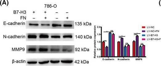 Activation of PI3K/AKT and p38/ERK MAPK signaling by FN. (A, B) The expression of EMT‐related proteins in FN‐treated control and KO cells. (C, D) The expression of signaling pathway‐related proteins in FN‐treated control and KO cells. Values are expressed as means ± SD (t‐tests, n = 3). *P < 0.05, **P < 0.01, ***P < 0.001, B7‐H3 control vs. FN‐treated control and KO cells. Image collected and cropped by CiteAb from the following open publication (//pubmed.ncbi.nlm.nih.gov/34431237), licensed under a CC-BY license. Not internally tested by R&D Systems.