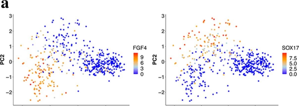 Single-cell RNA sequencing data analysis in human ICMs. A PCA map of human cells from 52 embryos with graded colours indicating FGF4 and SOX17 expression levels in E5 cells and E6-E7 ICM cells (PC1 Score= 28.09%, PC2 score = 11.34%, PC3 score = 6%). b Same PCA plot as in (a) where developmental stages are represented by the indicated colours. c Same PCA plot showing ICMd and ICMp cells (see Supplementary data 8 for the list of cells and their allocation). d Spearman correlation matrix for paired expression of the 308 FGF4-correlated genes in the 258 human ICMd cells. Genes are ordered in a hierarchical tree for similarity (see Supplementary data 9 for detailed map in the vector-based PDF file). e Single cell normalized expression levels of Epi and PrE markers in ICMp (n = 88) and ICMd (FGF4+ (n = 172) and FGF4- (n = 86)) cells (Supplementary data 8); Two-sided Wilcoxon test between FGF4+ and FGF4- ICMd cells (p-values: FGF4p < 2.00 e−16; KLF17p = 5.80 e−11; NANOGp = 5.40 e−09; PRDM14p < 2.00e−16; SOX2p = 6.10e-08; TDGF1p = 2.40 e−13; GATA4p = 0.38; GATA6p = 3.10 e−12; PDGFRAp = 1.40 e−11; SOX17p = 8.00 e−08). For boxplots: The edges of the box represent the 25th and 75th quartiles. The median is represented by the central line. The whiskers extend to 1.5 times the interquartile range (25th to 75th percentile). Cells are plotted individually. Image collected and cropped by CiteAb from the following open publication (//www.nature.com/articles/s41467-022-30858-8), licensed under a CC-BY license. Not internally tested by R&D Systems.