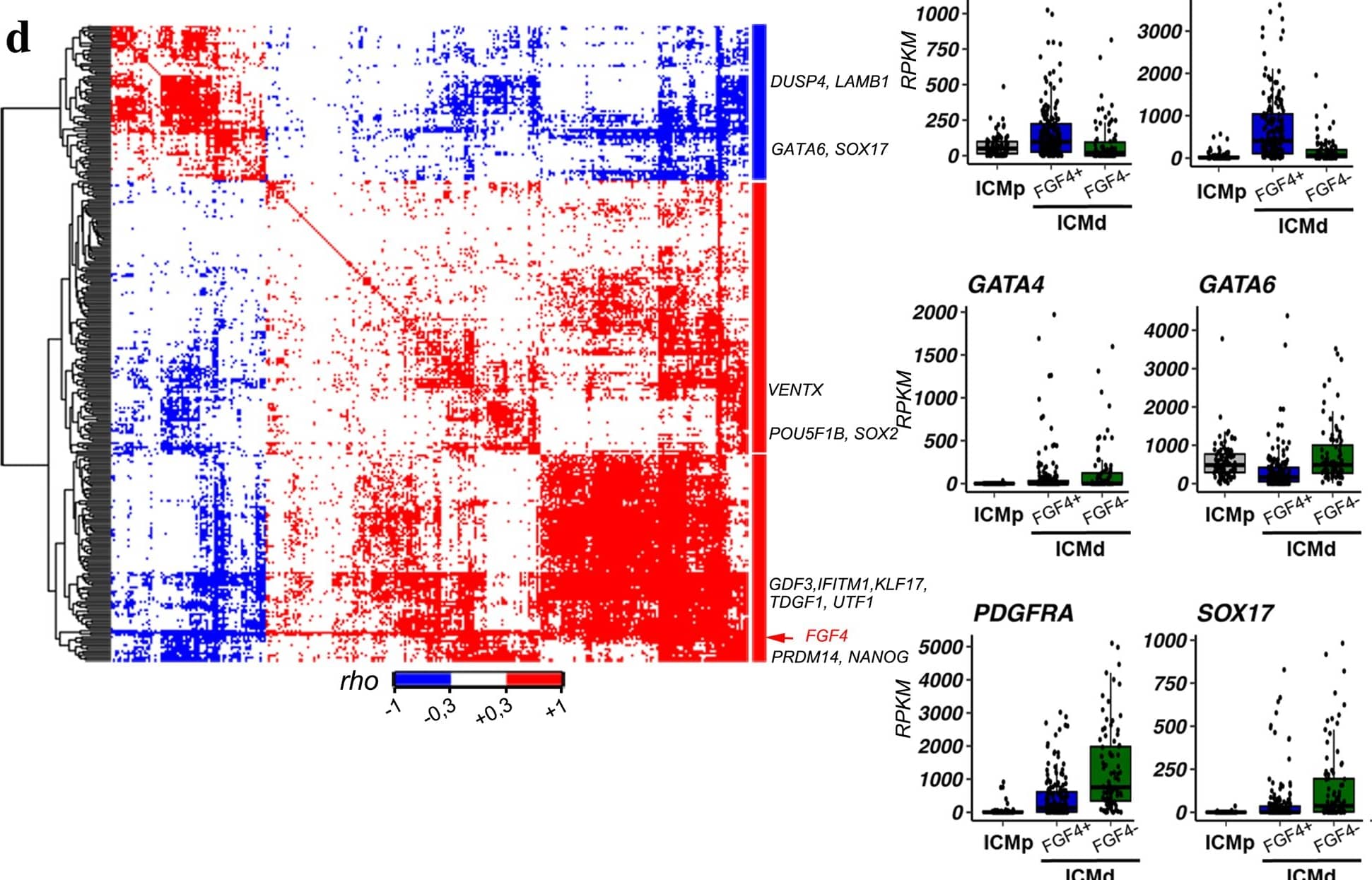 Single-cell RNA sequencing data analysis in human ICMs. A PCA map of human cells from 52 embryos with graded colours indicating FGF4 and SOX17 expression levels in E5 cells and E6-E7 ICM cells (PC1 Score= 28.09%, PC2 score = 11.34%, PC3 score = 6%). b Same PCA plot as in (a) where developmental stages are represented by the indicated colours. c Same PCA plot showing ICMd and ICMp cells (see Supplementary data 8 for the list of cells and their allocation). d Spearman correlation matrix for paired expression of the 308 FGF4-correlated genes in the 258 human ICMd cells. Genes are ordered in a hierarchical tree for similarity (see Supplementary data 9 for detailed map in the vector-based PDF file). e Single cell normalized expression levels of Epi and PrE markers in ICMp (n = 88) and ICMd (FGF4+ (n = 172) and FGF4- (n = 86)) cells (Supplementary data 8); Two-sided Wilcoxon test between FGF4+ and FGF4- ICMd cells (p-values: FGF4p < 2.00 e−16; KLF17p = 5.80 e−11; NANOGp = 5.40 e−09; PRDM14p < 2.00e−16; SOX2p = 6.10e-08; TDGF1p = 2.40 e−13; GATA4p = 0.38; GATA6p = 3.10 e−12; PDGFRAp = 1.40 e−11; SOX17p = 8.00 e−08). For boxplots: The edges of the box represent the 25th and 75th quartiles. The median is represented by the central line. The whiskers extend to 1.5 times the interquartile range (25th to 75th percentile). Cells are plotted individually. Image collected and cropped by CiteAb from the following open publication (//www.nature.com/articles/s41467-022-30858-8), licensed under a CC-BY license. Not internally tested by R&D Systems.