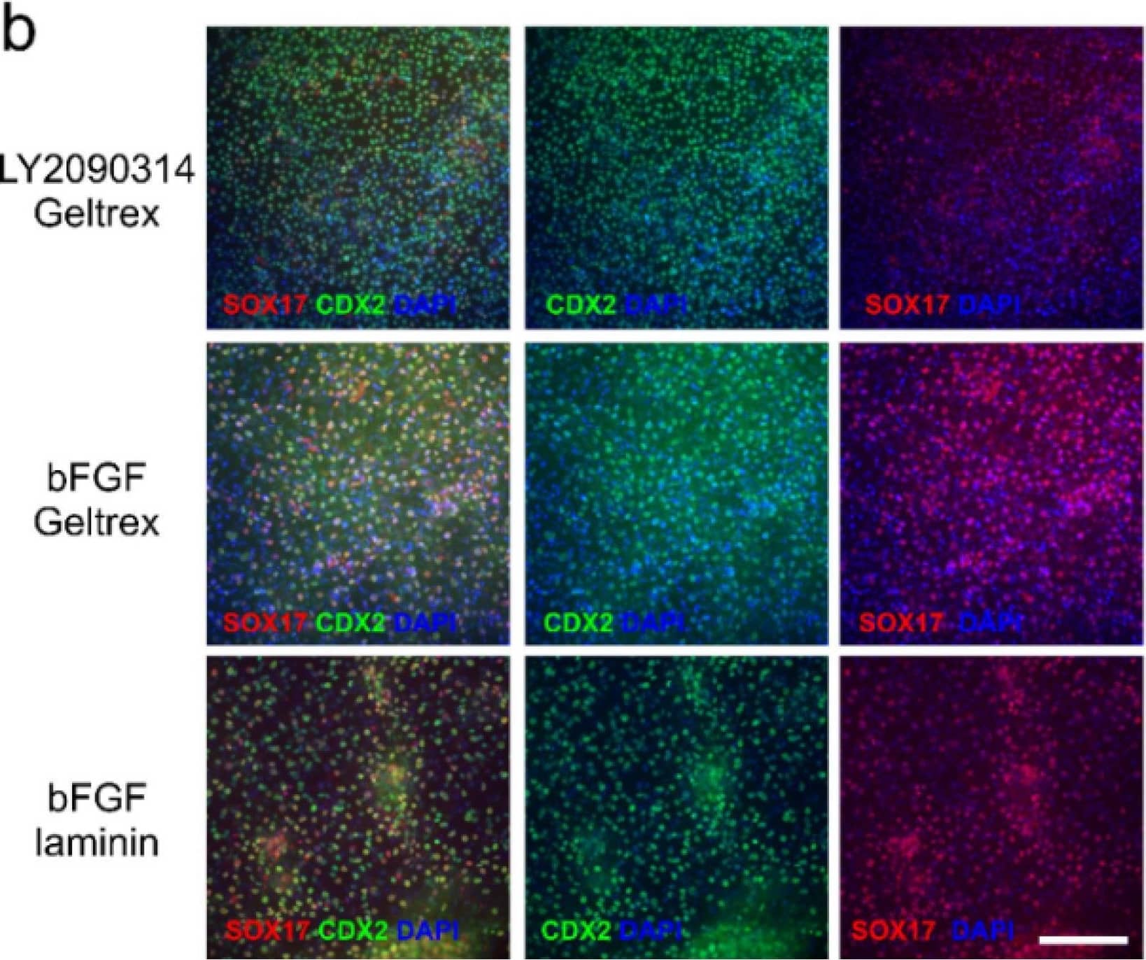 Differentiation toward posterior definitive endoderm. (a) Expression of posterior definitive endoderm (DE) marker CDX2 (green), and pluripotency markers OCT4 and NANOG (red). Cells were exposed to LY2090314 or bFGF and induced to differentiate toward PDE on Geltrex. As a control, DE cells were stained against the same antibodies. In the DE there was no CDX2 stain but a clear nuclear localization of pluripotency markers. Scalebar 200 µm. Number of biological replicates n = 5, number of technical replicates n = 2. (b) Expression of posterior definitive endoderm (DE) markers CDX2 (green) and SOX17 (red). Cells were exposed to LY2090314 or bFGF and induced to differentiate toward PDE either on Geltrex or on laminin 111. Number of biological replicates n = 2, number of technical replicates n = 3. (c) In quantitative RT-PCR the bFGF induced higher SOX17 expression than LY2090314. Data expressed as mean ± SD. Image collected and cropped by CiteAb from the following open publication (//pubmed.ncbi.nlm.nih.gov/35163236), licensed under a CC-BY license. Not internally tested by R&D Systems.