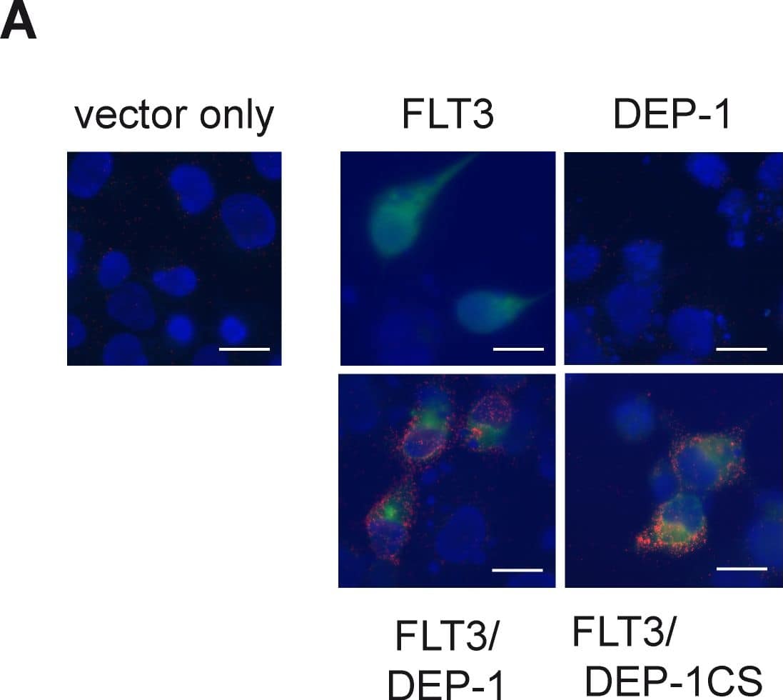 Proximity ligation assay reveals association of DEP-1 with its substrate FLT3.(A) COS7 cells were transiently transfected with expression constructs for FLT3, DEP-1, the catalytically inactive DEP-1 C1239S trapping mutant, or corresponding control plasmids as indicated. Complex formation was measured by in situ PLA using rabbit anti-FLT3 antibodies, goat anti-DEP-1 antibodies, and corresponding secondary reagents. In situ PLA is indicated by red signals of the rolling cycle amplification products (RCPs). FLT3 expression (green) was visualized by additional staining with FITC-labeled anti-rabbit IgG antibodies; nuclei (blue) were counterstained with Hoechst 33342. Scale bars 20 µm. (B), (C) Complex formation of endogenous DEP-1 with endogenous FLT3 in THP-1 cells. Cells were transfected with DEP-1-specific or control siRNA by Nucleofection, were then starved and either left unstimulated or were stimulated with FL (100 ng/ml) for 10 min as indicated. (B) Example images; DEP-1 knockdown efficiency was detected by immunblotting (lower panel). DEP-1-FLT3 complexes as RCPs are shown in red, nuclei are depicted in blue and scale bars represent 20 µm for the overview images and 5 µm for the insets. (C) Quantification of detected in situ PLA signals over 5 images per variant. The data are representative for 3 experiments with consistent results. Image collected and cropped by CiteAb from the following publication (//pubmed.ncbi.nlm.nih.gov/23650535), licensed under a CC-BY license. Not internally tested by R&D Systems.