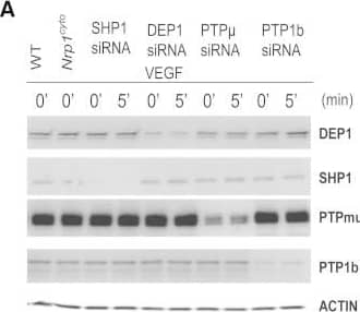 Rescue of Defective ERK Signaling in VEGF-A-Stimulated Nrp1cyto Arterial EC by Knockdown of PTP1bPrimary arterial EC from Nrp1cyto mice transfected with siRNA specific for the indicated phosphatases were serum-starved and then stimulated with 50 ng/ml VEGF-A165.(A and B) Knockdown of the indicated phosphatases in Nrp1cyto arterial EC shown by immunoblotting (A); PTP1b knockdown was quantified in (B), dashed line indicates normal expression levels.(C and D) ERK and VEGFR2 (Y1175) phosphorylation after knockdown of the indicated phosphatases shown by immunoblotting (C). Quantification of pERK activation is shown in (D) (n = 3, mean ± SD, *p < 0.05). Image collected and cropped by CiteAb from the following open publication (//pubmed.ncbi.nlm.nih.gov/23639442), licensed under a CC-BY license. Not internally tested by R&D Systems.